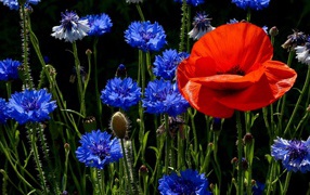 Мак с васильками на поляне