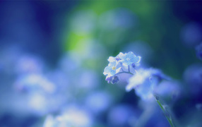 Цветы незабудки на поляне