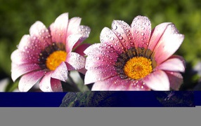 Утренняя влага