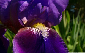 Morning iris flower