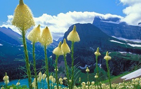 Mountain flowers panicle