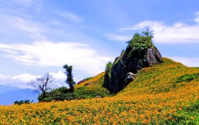 Гора в оранжевых цветах