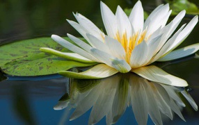 Нимфея красивый цветок на воде