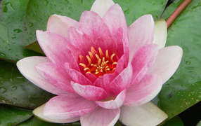 Нимфея цветок