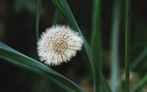 On a beautiful meadow salsify (large dandelion)