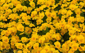 На большой поляне цветы анютины глазки