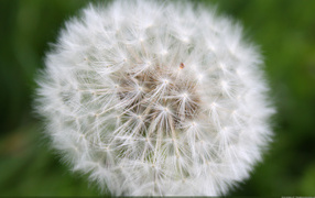 На газоне красивый козлобородник (большой одуванчик) 