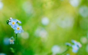 На лужайке красивые цветы незабудки