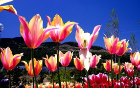 Один тюльпан завял