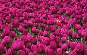 One in a million skagit valley tulip festival washington