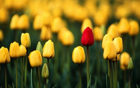 Один из тысячи