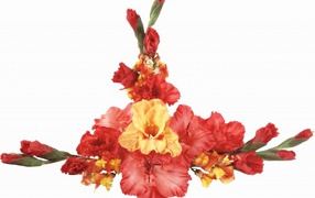 Оранжевые и красные гладиолусы