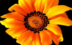 Оранжевый цветок на черном фоне