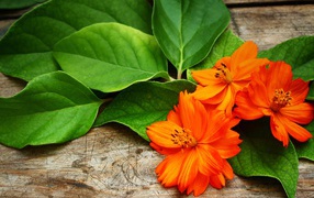 Orange flowers cosmai