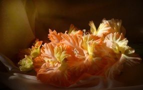 Orange gladiolus in the sun