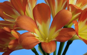 Оранжевые лилии