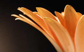 Orange petals of a flower