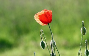 Оранжевый мак