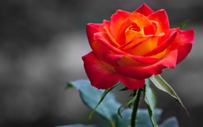 Оранжевая роза