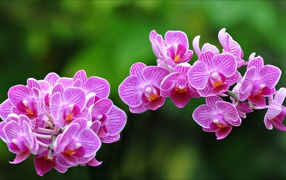 Цветки Орхидеи
