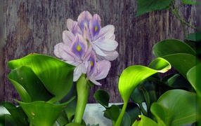 Oriental flower hyacinth