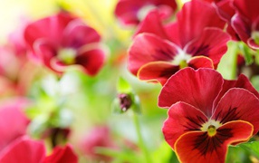 Анютины глазки