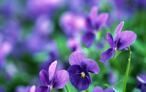 Pansy flowers in a garden