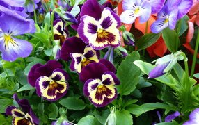 Цветы анютины глазки расцвели в лесу