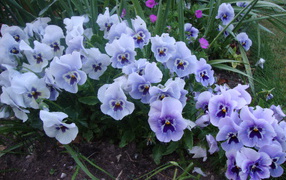 Цветы анютины глазки в лесу