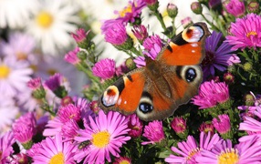 Бабочка павлин