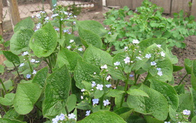 Многолетнее красивое растение бруннера