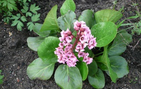 Многолетнее цветы бадан в парке