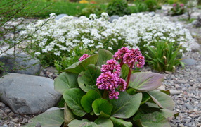 Многолетнее растение бадан