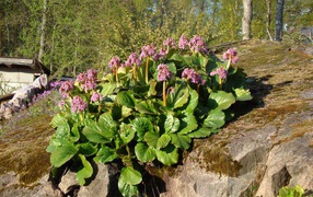 Многолетнее растение бадан в парке