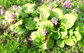 Многолетнее растение бадан на солнце