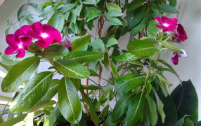 Садовые цветы барвинок на дачном участке