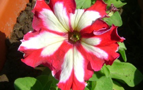 Выращивание цветов петуния в саду