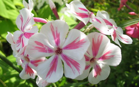 Phlox bloomed on the sunny meadow