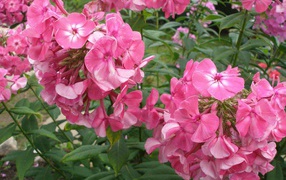 Phlox flowers are blooming in the garden