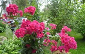 Цветы флокс цветут на поляне