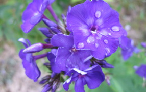 Phlox flowers on the glade