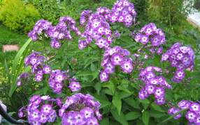 Phlox flowers on the glade