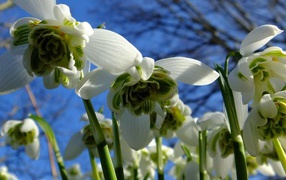 Фото цветов снизу