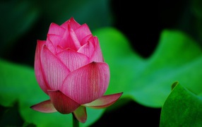 Pink Lotus, and the green leaves