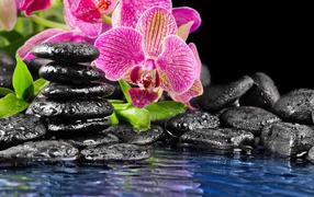 Pink Orchid and black stones