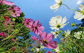 Розовые и белые ромашки