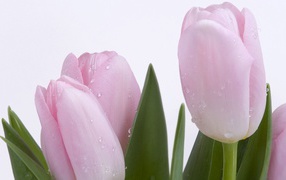 Розовый тюльпан