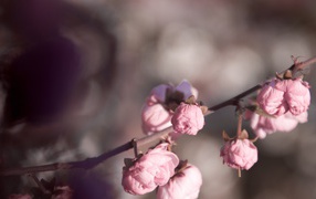 Pink buds on a branch