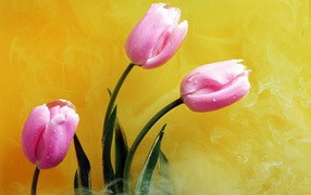 Розовые цветы в желтом дыму