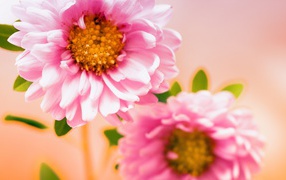 Пара розовых цветов